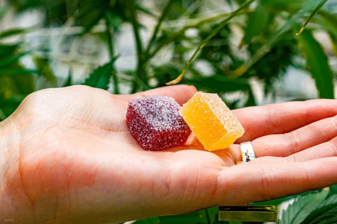 Comparing Premium CBN Gummies for Sleep for Quality and Value
